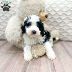 Lulu/Mini Sheepadoodle									Puppy/Female	/7 Weeks,This sweet and adorable puppy is looking for a forever family! All vaccinations and dewormings are up to date and any necessary paperwork will be provided. Raised by a large and loving family, this pup is sure to be a wonderful new companion for you! To make the transition easier, a baggie of food will also be included. Please contact anytime!