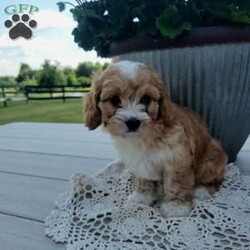 Lola/Cavapoo									Puppy/Female	/8 Weeks,Hello, I’m Lola, I absolutely love attention,  which I get plenty of since I have been well socialized with children and raised on a farm since I was a week old. I am up to date on all my vaccinations and wormer and looking for a place to call home. If you would like to know more about me , please give the breeder a call an he will be happy to answer any questions you have. Lola will come with a 1-year genetic health guarantee.  Any questions call or text the breeder today. 