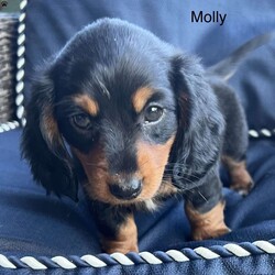 Molly/Dachshund									Puppy/Female	/8 Weeks,Molly is a playful, happy puppy looking for a forever home. This sweetie is vet checked, up to date on shots and dewormer. This puppy has been socilized with other dogs and has been raised by a family with kids.Please call and set up a time to meet your forever friend.