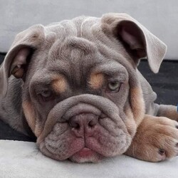 BRITISH BULLDOG PUPS EXCELLENT QUALITY BLOODLINES/British Bulldog/Mixed Litter/3 months,Here I have 2 litters of pups available. 14 week old and 10 week old, males and females available all come from incredible quality bloodlines which include:

Outstanding pedigree
Quality bloodlines
INCREDIBULLZ
POSHERBULLS
SHRINKABULLS
PLANETBULLS
PENNYWISE
WONDERBOY
NEMESIS

Viewing recommended to appreciate the quality!!
Clear health test
Vaccinated, chipped, wormed and flead
Super chunky
very healthy