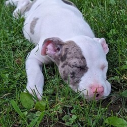 Adopt a dog:Spanky & Petey/Pit Bull Terrier/Male/Baby,These little rascals are Petey (black) & Spanky (grey)! Born on May 5, along with their 4 other siblings. These two are the typical 9 week old rascals you could imagine. They’re learning to play nicely but most importantly boundaries. With a great routine and patience these two would make an excellent addition to any home. They have been introduced to some neighborhood kids, who play nicely with them. As they are still teething older kids would be ideal. 

They currently live in a home with two older dogs, and they love to play. We’re unsure about cats but with proper introduction don’t foresee and issue on their end. 

Some personality traits:
Spanky (grey): Wants to be in the midst of everything of you’re doing. Loves to play fetch, but doesn’t return the stick. Adventurous with water and not afraid.  

Petey (black): A little lover boy, prefers to be held like a baby and will cry when you leave him alone (we’re working on his independence). Also loves to play fetch but doesn’t return the stick either. Adventurous and not afraid of the water. 

Along with their puppy breath and lethal puppy farts, these two will make a wonderful addition to your growing pack, or be a great single dog. 

Please inquire for more information!!

www.coldnosewarmheart.org/apply-now.html 

@cnwhnj @coldnosewarmheartnj