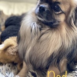 Purebred Tibetan Spaniel puppies/Tibetan Spaniel//Younger Than Six Months,Tibetan Spaniel pups, born 9th May 2023, now ready for new adventures!Tibetans are intelligent, playful companions who make excellent guard dogs and are even better at snuggles. We have 3 boys and 3 girls available. All pups are well socialised in a family home with their dog parents, human parents and kids of varying ages.Our Tibbies are vaccinated, wormed and microchipped, and fully weaned on good quality kibble.Please note that although our dogs are purebred, they do not come with papers for showing.Any further questions, please feel free to contact me through gumtree or initial text on the registered phone number.We welcome a visit to our home to meet the pups and parents and know you will fall in love with this breed as much as we have ❤️
