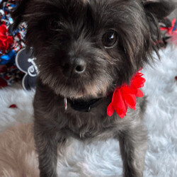 Adopt a dog:Velvet/Yorkshire Terrier/Female/Young,Hi! My name is Velvet and I am a 2 year old spayed/ vaccinated/ chipped , 11 lb Yorlie/ Shih tzu mix, looking for my FurEVER family that will love me like I will love them!!! I am a fun, friendly little girl who loves and gets along with everyone from dogs, cats, kids and all people!!! If you think you might be a perfect fit for me - let’s chat! Text 408-849-1080 for more info and application! 

