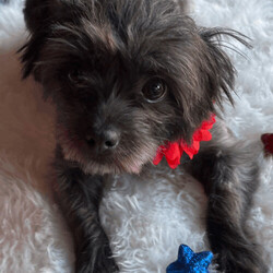 Adopt a dog:Velvet/Yorkshire Terrier/Female/Young,Hi! My name is Velvet and I am a 2 year old spayed/ vaccinated/ chipped , 11 lb Yorlie/ Shih tzu mix, looking for my FurEVER family that will love me like I will love them!!! I am a fun, friendly little girl who loves and gets along with everyone from dogs, cats, kids and all people!!! If you think you might be a perfect fit for me - let’s chat! Text 408-849-1080 for more info and application! 

