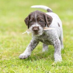 9 BEAUTIFUL HEALTHY KC REG GERMAN WIREHAIRED POINTER PUPS/German Wirehaired Pointer/Mixed Litter/6 weeks,Meg, who is 4years old, has given birth to 9 beautiful, healthy pups. This is her second litter, and although she was an excellent mum last time, she has excelled herself with this litter. Dad is a working dog, and has the amazing hip and elbow score of 0. Meg's score are 6/3.

Meg lives with her mum and half sister, on a smallholding in West Wales. All of them are stock trained, including chickens and geese. They all have lovely temperaments, and enjoy being around children. Meg and Hettie, her younger half sister, enjoying going to training classes, and Meg is an ace at agility.

All the pups will be health checked, vaccinated, and microchipped, and will be ready to leave at the beginning of August.

Please do contact me if you need any further information, and you are more than welcome to come and meet us all.