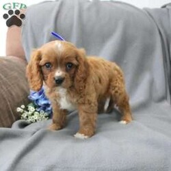Nugget/Cavalier King Charles Spaniel									Puppy/Male	/9 Weeks,Say hello to this adorable little Nugget! Nugget is up to date on shots and dewormer and vet checked! Each puppy comes well socialized and family raised with children. If you are looking for a sweet Cavalier to add to your home contact us today!