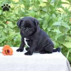 Jerry/Pug									Puppy/Male	/7 Weeks,Happy, handsome and full of life! This puppy is well socialized and adores people. He is sure to win your heart with his dear personality and sweet puppy kisses. Jerry is up to date with his first puppy shots and dewormers and has been vet checked. Both parents are on the premises for you to see and meet. Call soon to make this outstanding puppy your own! He is ready for his new home July 29.