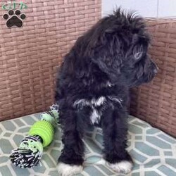 Max/Portuguese Water Dog									Puppy/Male	/6 Weeks,Max is a happy, healthy and playful Pwd puppy looking for a loving forever home. He absolutely loves playtime and attention! Max is family raised around children. He is up to date with vaccinations and wormers.