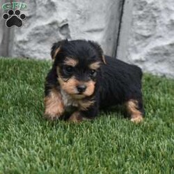 Mia/Yorkie									Puppy/Female	/5 Weeks,Mia is a very special puppy to us but we are looking for an exceptionally good home for her. She was family raised with kids very well socialized. She should mature around six pounds