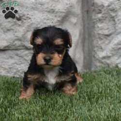 Mia/Yorkie									Puppy/Female	/5 Weeks,Mia is a very special puppy to us but we are looking for an exceptionally good home for her. She was family raised with kids very well socialized. She should mature around six pounds