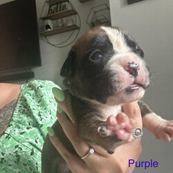 Beautiful Boxer Puppies for sale/Boxer/Mixed Litter/2 weeks,Our beautiful Boxer Betsy has had 10 gorgeous puppies 6 boys and 4 girls a mixture of bobtails and full length tails.

Mum is ours so she can be seen she is KC registered 5 generation pedigree. This is her second and final litter her previous litter of 11 all went to 5* homes and I still receive updates. They have been raised in our loving family home so are used to children and our other boxers too.
You are welcome to come and see the puppies and I encourage that you do. I will also send regular updates and pictures up until they are collected and off to their forever homes.

Puppies will come with a puppy pack including blanket with mums smell and current food, 1st vaccination, wormed and fleas up to date and microchipped.
Also a lifetime of support should you want it and we would love to keep in contact and have updates on how they are doing.

Blue bobtail BOY SOLD
Lime bobtail BOY
Red full tail BOY SOLD
Pink full tail GIRL
Turquoise full tail GIRL
Purple bobtail GIRL
Orange bobtail GIRL
Yellow 3/4 tail BOY
Green full tail BOY SOLD

happy to answer any questions please just give me a message or a call. If I don’t answer leave a message and I will call you back. x