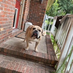 Adopt a dog:Bubba/American Bulldog/Male/Adult,Please contact Debbie (Deb@AmericanbulldogRescue.org) for more information about this pet.

Dog: Bubba
Age: 8 yrs old
Weight: 85lbs
Location: Jacksonville NC
Nicknames:
Good with other dogs?: Yes. Would do best with a female companion of the same vibe.
Good with cats? Yes.
Good with children? unknown, will not be adopted to a home with kids under 10
Activity Preference: Needs in-house activities, Low maintenance overall but needs quality outside time., Will go with the flow, 'Energy, do you mean like walking to my food bowl?'
IQ: Has many other endearing qualities but brains ain't one of 'em
Bubba's favorite things: He LOVES his food and his treats, no matter what it is! He likes his bed in his kennel for resting, but during the day he likes to lay around the house and hang outside. He is usually calm and lazy, but sometimes he will have a spurt of energy. Who doesn't have the occasional zoomie!
Bubba is good at: meeting people, meeting dogs, staying in a crate, behaving in the house, going for car rides, walking on a leash
Ideal home: another dog, quiet environment, someone at home most of the day, a fenced yard
Training Needs: needs obedience training
Health issues: Old man arthritis and the typical bulldog allergies. Bubba is currently undergoing heartworm treatment. He will stay with his current foster until treatment is finished.
Meet Bubba
Bubba came to us from the local county shelter as a stray. He moved around a bit since getting out of the shelter. His travels include two foster homes, a vet clinic and finally, a staff member of the vet clinic graciously chose to foster and love him while he undergoes heartworm treatment.
Bubba matches the energy of the people and animals around him, he can go from catching some z's to running around the yard in a matter of minutes if that is what is on the agenda. He will be friends with other dogs, and sometimes even seems lonely without another dog. He mostly ignores cats.
Also, he loves meeting new people and friends. Bubba would be the perfect companion if you love to lay around as much as he does, or even if you like to chill outside in the sun. Sometimes he can cause trouble and try to eat your whole pantry, but he is a very loveable dog, and he's wayyy too cute to resist.

PLEASE READ: Adopters will not be considered without completing an application. Please visit www.AmericanBulldogRescue.org to apply! Remember - Adoption is always the best option! If you can't help by adopting a homeless pet, please consider making a tax-deductible donation to American Bulldog Rescue, 4 Terry Drive, Suite 1D Newtown, PA 18940 or paypal AmericanBulldogRescue@verizon.net. We cannot place dogs in homes with children under 10 unless that dog has lived with kids or is in a foster home with kids. Thank you.To be considered for adoption, you must apply using our free, online application. Our dogs are fostered in our volunteers' homes, not in a central shelter/location. Only approved applicants are put into contact with the foster family to setup a meeting with the foster dog. Visit our Adoption Policies web page for more information and a link to our application: http://americanbulldogrescue.org/adoption-policies/.