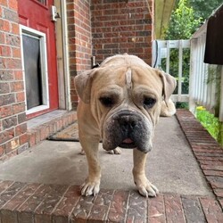 Adopt a dog:Bubba/American Bulldog/Male/Adult,Please contact Debbie (Deb@AmericanbulldogRescue.org) for more information about this pet.

Dog: Bubba
Age: 8 yrs old
Weight: 85lbs
Location: Jacksonville NC
Nicknames:
Good with other dogs?: Yes. Would do best with a female companion of the same vibe.
Good with cats? Yes.
Good with children? unknown, will not be adopted to a home with kids under 10
Activity Preference: Needs in-house activities, Low maintenance overall but needs quality outside time., Will go with the flow, 'Energy, do you mean like walking to my food bowl?'
IQ: Has many other endearing qualities but brains ain't one of 'em
Bubba's favorite things: He LOVES his food and his treats, no matter what it is! He likes his bed in his kennel for resting, but during the day he likes to lay around the house and hang outside. He is usually calm and lazy, but sometimes he will have a spurt of energy. Who doesn't have the occasional zoomie!
Bubba is good at: meeting people, meeting dogs, staying in a crate, behaving in the house, going for car rides, walking on a leash
Ideal home: another dog, quiet environment, someone at home most of the day, a fenced yard
Training Needs: needs obedience training
Health issues: Old man arthritis and the typical bulldog allergies. Bubba is currently undergoing heartworm treatment. He will stay with his current foster until treatment is finished.
Meet Bubba
Bubba came to us from the local county shelter as a stray. He moved around a bit since getting out of the shelter. His travels include two foster homes, a vet clinic and finally, a staff member of the vet clinic graciously chose to foster and love him while he undergoes heartworm treatment.
Bubba matches the energy of the people and animals around him, he can go from catching some z's to running around the yard in a matter of minutes if that is what is on the agenda. He will be friends with other dogs, and sometimes even seems lonely without another dog. He mostly ignores cats.
Also, he loves meeting new people and friends. Bubba would be the perfect companion if you love to lay around as much as he does, or even if you like to chill outside in the sun. Sometimes he can cause trouble and try to eat your whole pantry, but he is a very loveable dog, and he's wayyy too cute to resist.

PLEASE READ: Adopters will not be considered without completing an application. Please visit www.AmericanBulldogRescue.org to apply! Remember - Adoption is always the best option! If you can't help by adopting a homeless pet, please consider making a tax-deductible donation to American Bulldog Rescue, 4 Terry Drive, Suite 1D Newtown, PA 18940 or paypal AmericanBulldogRescue@verizon.net. We cannot place dogs in homes with children under 10 unless that dog has lived with kids or is in a foster home with kids. Thank you.To be considered for adoption, you must apply using our free, online application. Our dogs are fostered in our volunteers' homes, not in a central shelter/location. Only approved applicants are put into contact with the foster family to setup a meeting with the foster dog. Visit our Adoption Policies web page for more information and a link to our application: http://americanbulldogrescue.org/adoption-policies/.