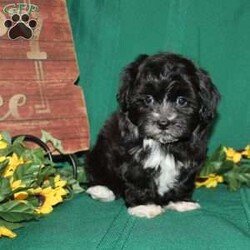 Mr. Monk/Teddy Bear									Puppy/Male	/11 Weeks,Mr. Monk is the perfect puppy for a family looking for a sharp little fellow who has fur that looks like a clean new suit! He loves attention and is very smart! Mr. Monk is up to date on shots and dewormer and vet checked. He is well socialized with children and family raised. If you are looking for a friendly new pup to add to your home contact us today! 