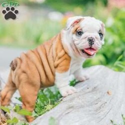 Lilly/English Bulldog									Puppy/Female	/8 Weeks,Lilly is a gorgeous female English Bulldog with amazing color and great structure. This girl has lots of wrinkles and an amazing out-going personality. Lilly has been vet-checked and is UTD on shots and dewormer. This puppy will come with AKC papers and a 30-day health guarantee.