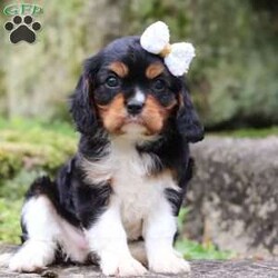 Tiana/Cavalier King Charles Spaniel									Puppy/Female	/8 Weeks,Tiana is a gorgeous AKC Cavalier King Charles Spaniel puppy with a super outgoing and friendly personality! To know her is to love her. She always comes running to greet you with the sweetest puppy kisses, just wiggling with excitement! She has an infectious, happy energy and a love for adventures. Anywhere you dream of going, she is ready to join you. These pups are full of energy and excitement. We strive to raise healthy puppies and spend ample time with each puppy, helping them become confident in the world around them. 
