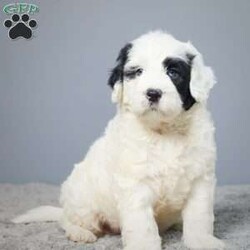 Duncan/Portuguese Water Dog									Puppy/Male	/6 Weeks,Meet Duncan, the charming Portuguese Water Dog puppy ready to steal your heart and find his forever home! He’s been raised with love by a caring family, ensuring a well-socialized and affectionate companion.