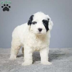 Duncan/Portuguese Water Dog									Puppy/Male	/6 Weeks,Meet Duncan, the charming Portuguese Water Dog puppy ready to steal your heart and find his forever home! He’s been raised with love by a caring family, ensuring a well-socialized and affectionate companion.