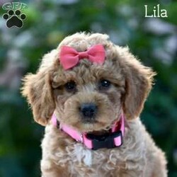 Lila/Mini Goldendoodle									Puppy/Female	/8 Weeks,Introducing our adorable litter of Mini Golden Doodles! These puppies are the epitome of cuteness, with their soft, fluffy coats and irresistible puppy eyes. They have been vet checked, ensuring that they are in perfect health and ready to bring joy to their forever homes.
