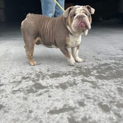 Maggie/English Bulldog									Puppy/Female	/12 Weeks,To contact the breeder about this puppy, click on the “View Breeder Info” tab above.