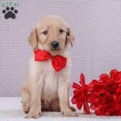 Monty/Goldendoodle									Puppy/Male	/12 Weeks,Monty is the sweetest puppy. He likes to play and be outside. He is well tempered and good with kids. He likes to snuggle and take naps. He would be the sweetest addition to a loving forever home.