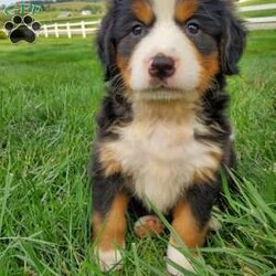 SHEILA/Bernese Mountain Dog									Puppy/Female	/7 Weeks,LOOK AT ME! I’m a happy healthy fluffy friendly puppy. I AM NOT A KENNEL PUPPY!Raised in the rolling hills of Holmes County where I play outside every day. Call or text for more information. 