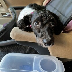 Adopt a dog:Sally/Poodle/Female/Young,To apply: https://riseaboveanimalrescue.com/adoption-form