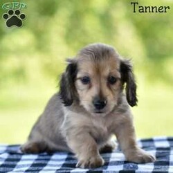 Tanner/Dachshund									Puppy/Male	/7 Weeks,If you are in search of mini dashund puppies , look no further! Our puppies are not only adorable but also come with the assurance of being vet checked and family raised.