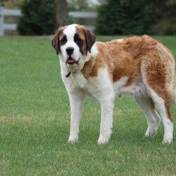 Ben/Saint Bernard									Puppy/Male	/9 Weeks,Looking for help in choosing a furever St Berrnard puppy? Your search can be over! With over 16 years of experience in raising these beautiful dogs,we can help you successfully choose the puppy of your dreams today!