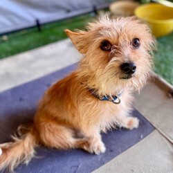 Adopt a dog:Ravi/Norwich Terrier/Male/Young,Hi, my name is Ravi which means a ray of sunshine.  That's me.  When you see me you can't help but smile.  I am a small boy with perfect manners.  I love to perch on my pillow and not let anything bother me.  I like to play with the other dogs here so a playmate would be nice.  I like a quiet home, just like me.  If you need a little buddy to chill with, come meet me.
