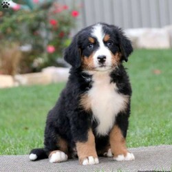 Teresa/Bernese Mountain Dog									Puppy/Female	/6 Weeks,Check out this sharp looking Bernese Mountain Dog puppy who is vet checked and up to date on shots and wormer, plus comes with a health guarantee provided by the breeder. Teresa is super playful and can’t wait to join in on all the fun at your place. If you would like more information on Teresa, please contact Levi & Rachel today!
