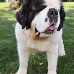 Adopt a dog:Ireland/Saint Bernard/Female/Adult,Ireland is a 4 year old, 115 pound Saint Bernard.  She came in to rescue with three of her sisters and they had been breeder dogs. On arrival, this poor girl had such pronounced and pervasive eye infections that she had to have both eyes removed. She also had plastic surgery to remove the insane wrinkling she had, Several months later and she is healthy and happy and ready to go. 

Ireland may be blind, but she is sweet, and wonderful and lovely. She has a very gentle disposition and she is great with everything from very big dogs to the tiniest puppy (see pic of puppy snuffling which she excels at). She has excellent manners and she is a calm, easygoing girl. 

Ireland is good with people over the age of 8 and all dogs. She'd be fine with younger kids but given her blindness, I think 8 and up is best for her. I hate to say she's not good with cats, but we don't think she would be. She is housebroken and perfect and her vision issues don't stop her from living her best life. 
Ireland needs a home with a fenced yard and not a lot of stairs. She learns the lay of the land very quickly and she loves her walks in the neighborhood. She is a rock star and everyone loves her. 

If you are interested in adopting this dog, please apply online, at https://bigfluffydogs.com/adopt/adoption-application/ then email jay@bigfluffydogs.com. Our main website, www.bigfluffydogs.com has more information about us and the rescue process. 

NOTE TO EMAILERS FROM PETFINDER: WE DO NOT RESPOND TO EMAIL INQUIRIES WITHOUT AN APPLICATION. WE REGRET WE CANNOT RESPOND TO EVERY EMAIL, BUT UNLESS YOU FILL OUT AN APPLICATION, WE DO NOT KNOW YOU EXIST. 

All known information about an individual dog is provided in its listing. We do our best to provide accurate information, but adopters should understand that each home is different and the dog may behave differently in a new home. Dogs are creatures of their environment and you help make the dog what it will be.