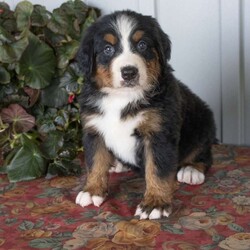 Orlando/Bernese Mountain Dog									Puppy/Female	/6 Weeks,Say hello to Orlando! This darling Bernese Mountain Dog puppy is one of a kind and can’t wait to spoil you with love and attention. Orlando is family raised and loves to go on adventures. She is vet checked, up to date on shots and wormer plus comes with AKC papers and a microchip! To learn more, please contact Ada today.