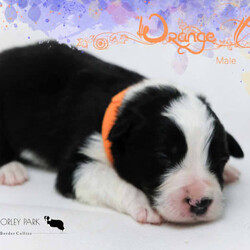PEDIGREE BORDER COLLIE PUPPIES/Border Collie//Younger Than Six Months,Purebred Pedigree Registered Border Collie PuppiesParents have wonderful temperaments. They have both been DNA tested (Full Breed Profile with Orivet) to ensure pups wont be affected by tested genetic disorders common in the breed. They are pedigree papered with MDBA and ANKC.***We are located near Lismore NSW but our puppies often find their new families in WA. We can book transport and deliver puppies to the airport at buyers expense. (Can work out cheaper if two puppies fly together)***1st photo is a pup from a previous liter at 6 weeks old.Our dogs are much loved members of our family and all our puppies are raised in the home with lots of love play and attention. Once they are old enough to go outside they have plenty of room to run and explore. There is lots to encounter horses, cows, birds, cats, other dogs, tractors and children. 