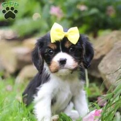 Natalie/Cavalier King Charles Spaniel									Puppy/Female	/6 Weeks,Meet Natalie, the most darling little AKC Cavalier King Charles Spaniel puppy! Every step she takes is an adventure, her tiny paws patter across the grass looking for toys or anything she can explore. Her ears perk up at the slightest sound, showcasing her insatiable curiosity about the world around her. She loves if someone spends time with her, and she never fails to make us smile with her cute puppy antics and playfulness! 