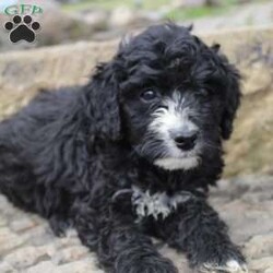 Cici/Mini Bernedoodle									Puppy/Female	/7 Weeks,Meet our adorable Mini Bernadoodle puppies! These puppies are up-to-date on their shots and deworming and are ready to find their forever home! They are playful, love to cuddle, and love all the attention they can get. Along with the Puppy you will receive a one-year health guarantee, health paper from the vet,health record, They will be microchip and you will receive a small bag of puppy food. These puppies make a great companion for you please call or text for more info