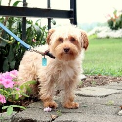 Passion/Yorkie									Puppy/Female	/8 Weeks,Get ready to fall in love with this sweet & spunky Yorkie puppy, Passion! She is being raised in a family and can be registered with the ACA. This playful pup is already vet checked and up to date on shots & wormer, plus she comes home with a 30-day health guarantee provided by the breeder. If you think this precious girl would make the perfect addition to your family, please call Mary today!