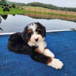 Mojo/Mini Bernedoodle									Puppy/Male	/15 Weeks,Meet Mr. Handsome… This is the result of very careful and intentional breeding…. World-class genetics that are non fading… And clear of all genetic diseases…