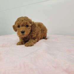 Nate/Toy Poodle									Puppy/Male	/7 Weeks,Meet Nate! A happy healthy puppy who is up to date with shots and dewormer, will be vet checked, is microchipped and is lookibg for a loving home! Please contact us with any questions or to come and meet him!