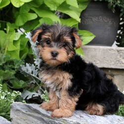 Passion/Yorkie									Puppy/Female	/8 Weeks,Get ready to fall in love with this sweet & spunky Yorkie puppy, Passion! She is being raised in a family and can be registered with the ACA. This playful pup is already vet checked and up to date on shots & wormer, plus she comes home with a 30-day health guarantee provided by the breeder. If you think this precious girl would make the perfect addition to your family, please call Mary today!