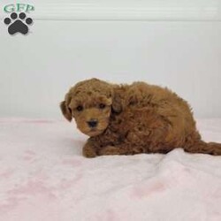 Nate/Toy Poodle									Puppy/Male	/7 Weeks,Meet Nate! A happy healthy puppy who is up to date with shots and dewormer, will be vet checked, is microchipped and is lookibg for a loving home! Please contact us with any questions or to come and meet him!