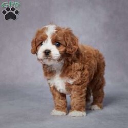 Chloe/Cavapoo									Puppy/Female	/7 Weeks,AKC registered / Genetically tested Parents – Happy and healthy – F1 Cavapoo – Up to date on and deworming – Microchipped – 6 month health/1 year genetic guarantees(1yr/2yr if you remain on recommended food)- Full vet examination Call/text/email to schedule a time to come out and visit. We can ship to you, or can meet you at our airport. We can also meet in between if a reasonable distance.