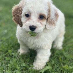 Gus/Cockapoo									Puppy/Male	/7 Weeks,To contact the breeder about this puppy, click on the “View Breeder Info” tab above.