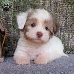 Simba/Havanese									Puppy/Male	/8 Weeks,Hi, im a Havanese puppy. I am looking forward to meeting you! I am up to date with my immunizations, my wormer medications, and I have a Micro-chip so that I can be easily identified if I ever become lost! 