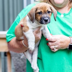 Adopt a dog:Corky/Beagle/Male/Baby,**Applicant Requirements:**

-Be at least 21 years of age and the Homeowner or Rentee.
-Households with children 10 and under must have a physical fence attached to the home. 

AVAILABLE:  8/30

Name:    Corky
DOB:        6/23/23
Weight:  7 lbs
Temperament/ Energy level: Friendly; medium energy
Recommendation for kids: good
Relationship with dogs: good
Relationship with cats: good 
Neutered / Spayed: no
Crate-trained: Yes

PLEASE NOTE: To apply to adopt, the application and adoption process can be found on our website greenmorerescue.org. Please read the puppy bio carefully before applying.  

The volunteers at Greenmore Farm are working on gathering all kinds of information on me. I can't wait until they tell you all about me! 

 Adoption donation is $425 cash / $450 credit, debit or Venmo with an additional $75.00 spay/neuter deposit that is refunded after proof of spay/neuter surgery. This donation includes a microchip.

***A NOTE ON BREEDS: The puppy listed breed(s) is the best assessment made by a veterinarian, pet finder or rescue staff and is not guaranteed.
