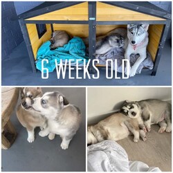 Siberian husky x puppies for sale/Siberian Husky//Younger Than Six Months,My beautiful girl had her 2 babies on the 17/07/2023Dad is husky X malamuteMum is purebred Siberian huskyPuppies have been vaccinated, microchip, and wormedPuppies will be ready for their forever home on the 11/09/2023Please do your homework as their breed is high energy and love to run . They shed their coats twice a year .Puppies will only go to loving homes with lots of love and a big yard to run around ..Puppies come with their own puppy packsPuppy foodBowlToy and their favourite blanket
