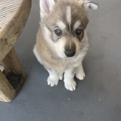 Siberian husky x puppies for sale/Siberian Husky//Younger Than Six Months,My beautiful girl had her 2 babies on the 17/07/2023Dad is husky X malamuteMum is purebred Siberian huskyPuppies have been vaccinated, microchip, and wormedPuppies will be ready for their forever home on the 11/09/2023Please do your homework as their breed is high energy and love to run . They shed their coats twice a year .Puppies will only go to loving homes with lots of love and a big yard to run around ..Puppies come with their own puppy packsPuppy foodBowlToy and their favourite blanket