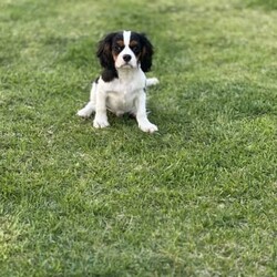 Tri Colour Male cavalier King Charles Puppy, Double vaccinated /Cavalier King Charles Spaniel//Younger Than Six Months,This little boy is available available for his home now, double vaccinated and ready to enjoy his new Fur-Ever home with you.This boy has an umbilical hernia, so this will need to be fixed upon desexing and is discounted accordingly.Last photo is the mother.We are audited, registered ethical breeders RPBA Number 772. We have been breeding for over 20 years and strive to produce beautiful, healthy puppies ethically.Our pups are dry well raised and cared for, this includes worming every 2 weeks from birth, vaccinations, vet checks and microchipping. They also come with a puppy pack to get you started.Our fur babies are raised in our home with us, not raised outdoors or in kennels and this shows in their temperament, they are very intelligent and have a beautiful nature as their parents have.We treat all our dogs as part of the family and each of our Cavalier King Charles Spaniel breeders has received a full DNA profile through Orivet.We put a lot of love and attention into them to make sure they adjust well with their new owners and grow to be happy adults.Puppies have started toilet training.We are more than welcome for you to view/visit for yourself. If you are not able to do this then we can FaceTime or Skype.I am happy to help organise interstate transport.I am happy to arrange viewings at a mutually agreed time. Please contact me to discuss.If you are interested then please feel free message me.RPBA 772 Full Audited memberBIN0002463942293