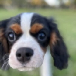 Tri Colour Male cavalier King Charles Puppy, Double vaccinated /Cavalier King Charles Spaniel//Younger Than Six Months,This little boy is available available for his home now, double vaccinated and ready to enjoy his new Fur-Ever home with you.This boy has an umbilical hernia, so this will need to be fixed upon desexing and is discounted accordingly.Last photo is the mother.We are audited, registered ethical breeders RPBA Number 772. We have been breeding for over 20 years and strive to produce beautiful, healthy puppies ethically.Our pups are dry well raised and cared for, this includes worming every 2 weeks from birth, vaccinations, vet checks and microchipping. They also come with a puppy pack to get you started.Our fur babies are raised in our home with us, not raised outdoors or in kennels and this shows in their temperament, they are very intelligent and have a beautiful nature as their parents have.We treat all our dogs as part of the family and each of our Cavalier King Charles Spaniel breeders has received a full DNA profile through Orivet.We put a lot of love and attention into them to make sure they adjust well with their new owners and grow to be happy adults.Puppies have started toilet training.We are more than welcome for you to view/visit for yourself. If you are not able to do this then we can FaceTime or Skype.I am happy to help organise interstate transport.I am happy to arrange viewings at a mutually agreed time. Please contact me to discuss.If you are interested then please feel free message me.RPBA 772 Full Audited memberBIN0002463942293