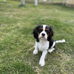 Tri Colour Male cavalier King Charles Puppy, Double vaccinated /Cavalier King Charles Spaniel//Younger Than Six Months,This little boy is available available for his home now, double vaccinated and ready to enjoy his new Fur-Ever home with you.This boy has an umbilical hernia, so this will need to be fixed upon desexing and is discounted accordingly.Last photo is the mother.We are audited, registered ethical breeders RPBA Number 772. We have been breeding for over 20 years and strive to produce beautiful, healthy puppies ethically.Our pups are dry well raised and cared for, this includes worming every 2 weeks from birth, vaccinations, vet checks and microchipping. They also come with a puppy pack to get you started.Our fur babies are raised in our home with us, not raised outdoors or in kennels and this shows in their temperament, they are very intelligent and have a beautiful nature as their parents have.We treat all our dogs as part of the family and each of our Cavalier King Charles Spaniel breeders has received a full DNA profile through Orivet.We put a lot of love and attention into them to make sure they adjust well with their new owners and grow to be happy adults.Puppies have started toilet training.We are more than welcome for you to view/visit for yourself. If you are not able to do this then we can FaceTime or Skype.I am happy to help organise interstate transport.I am happy to arrange viewings at a mutually agreed time. Please contact me to discuss.If you are interested then please feel free message me.RPBA 772 Full Audited memberBIN0002463942293